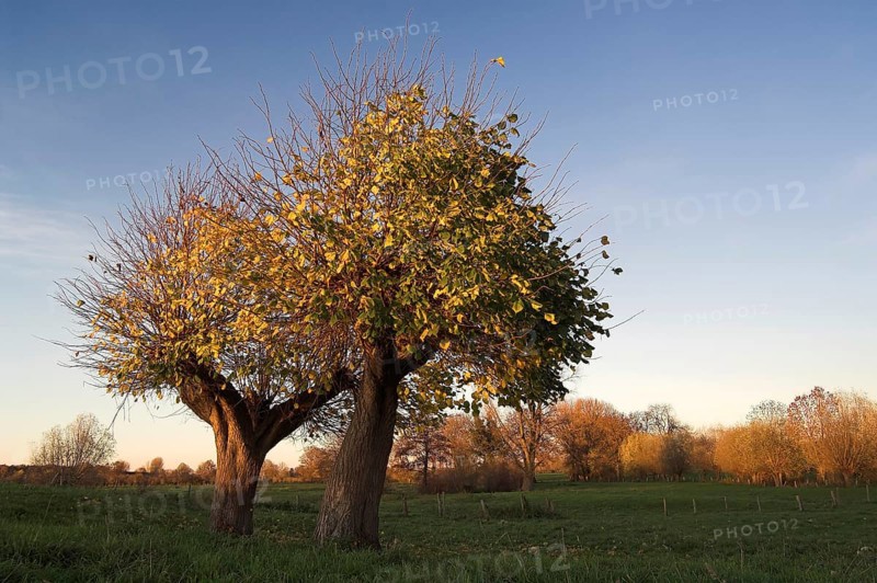 Two Small-leaved Lime trees (Tilia cordata) in autumn
