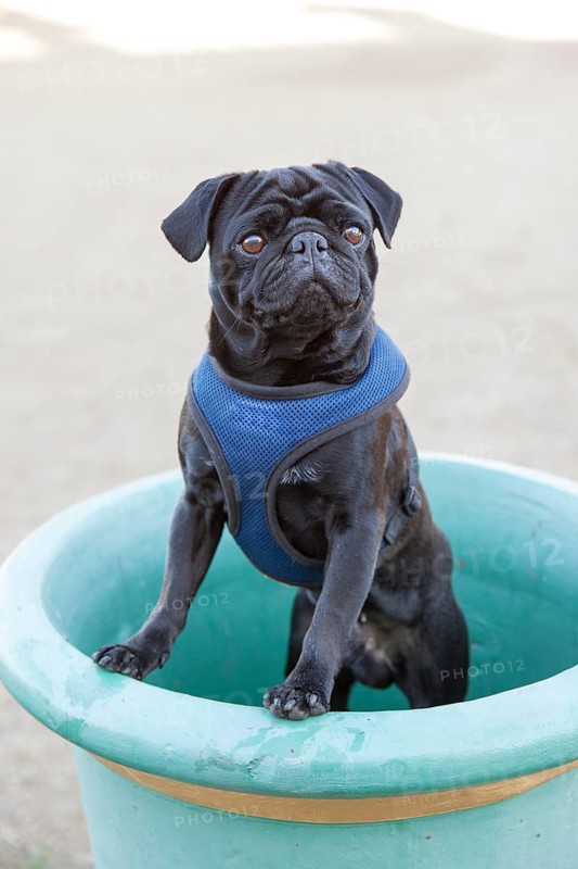 Black Pug posing in a flower pot