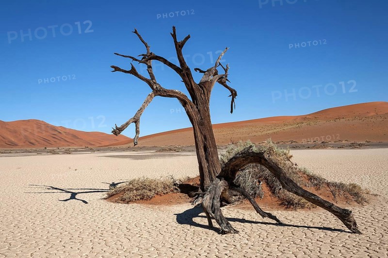 Dead camel thorn tree (Vachellia erioloba)