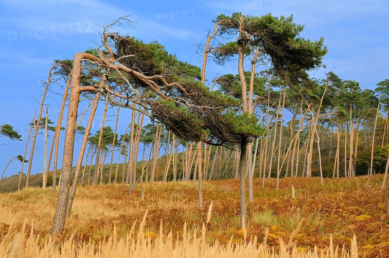Pine (Pinus sylvestris)