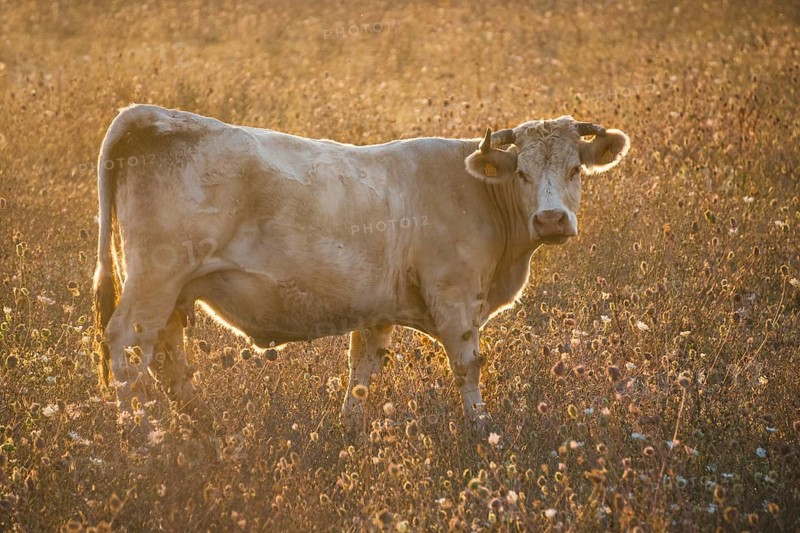 Charolais cattle