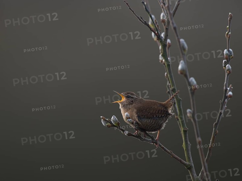 Wren (Troglodytes troglodytes)