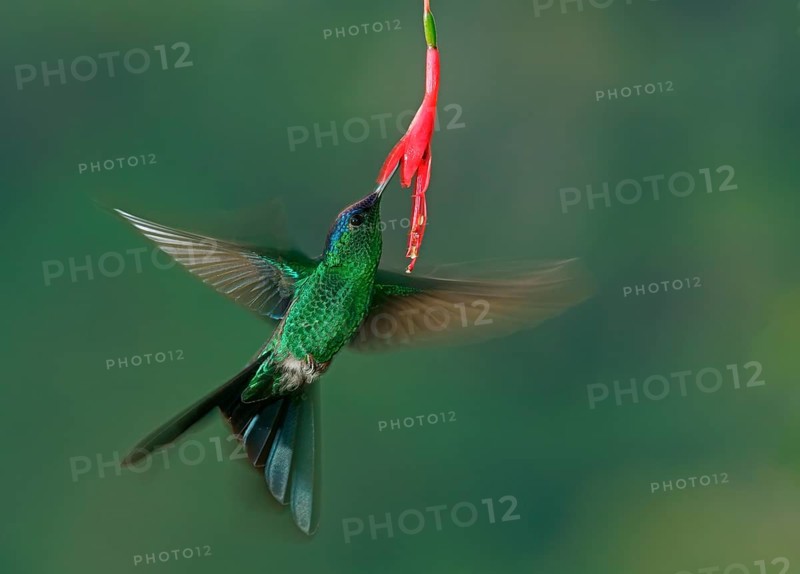 Violet-capped woodnymph (Thalurania glaucopis) drinking at a flower