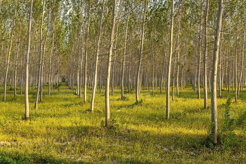 Poplars (Populus)