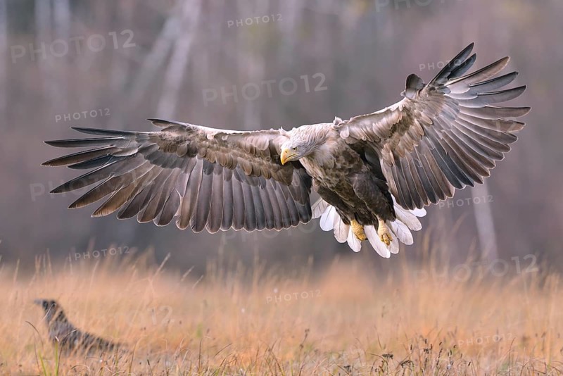 White-tailed Eagle (Haliaeetus albicilla) in flight in an autumn landscape