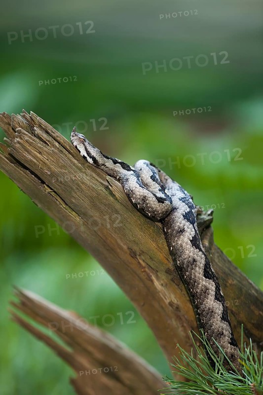 Sand Viper (Vipera ammodytes)