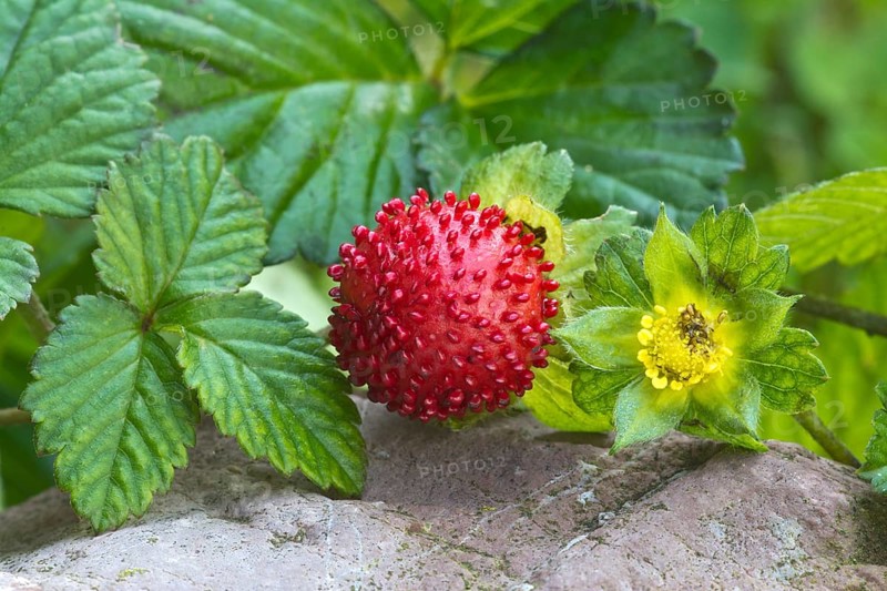 Mock strawberry (Potentilla indica)