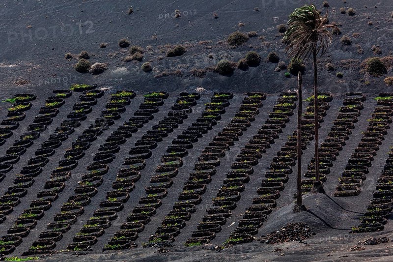Typical vineyards in dry cultivation in volcanic ash