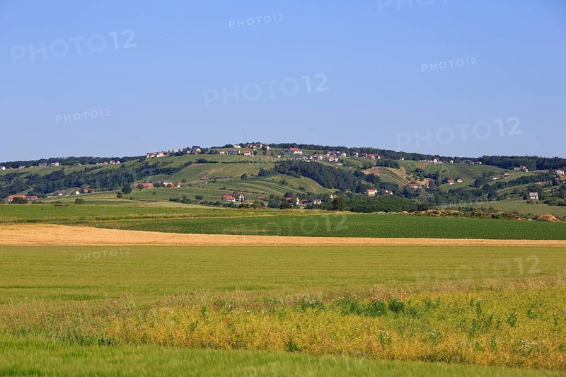 Vineyard