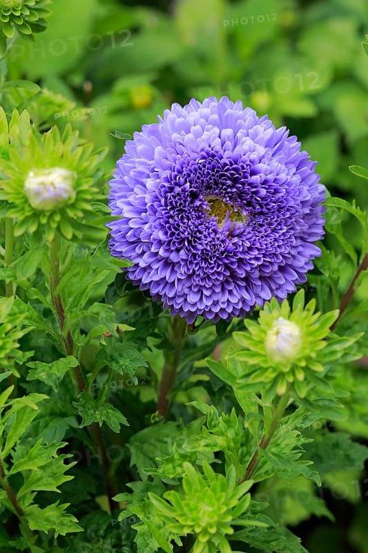 Chinese Aster (Callistephus chinensis)