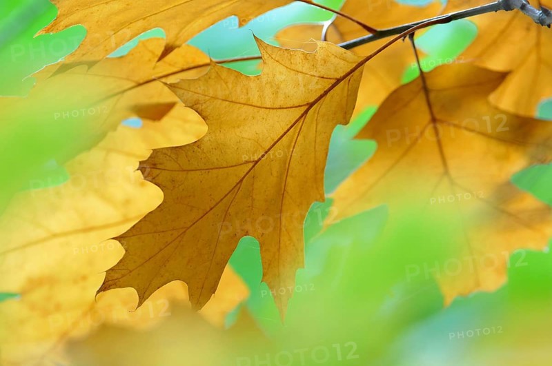 Northern red oak (Quercus rubra)