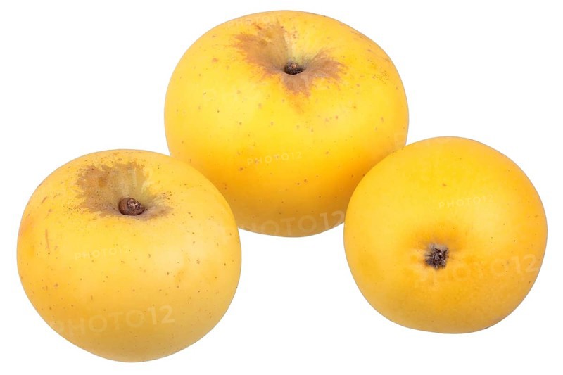 Apple variety Golden Noble