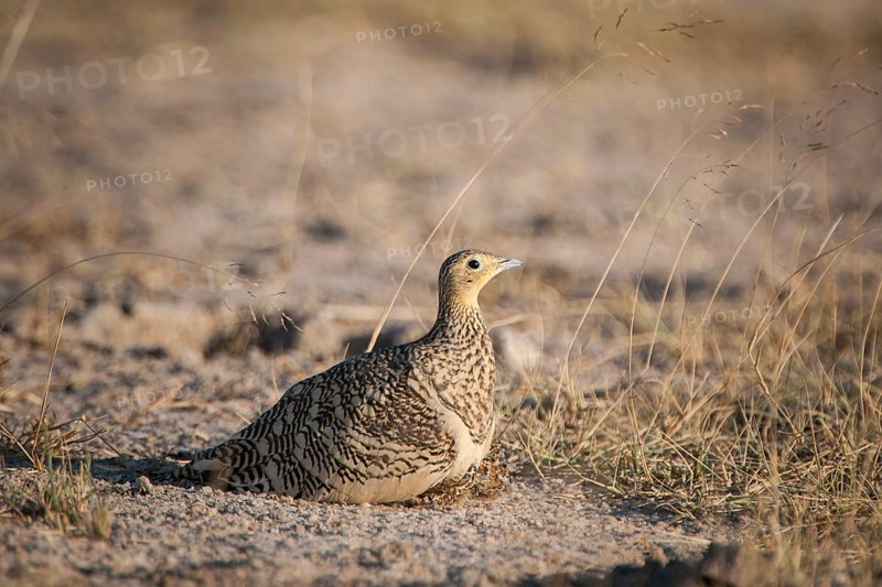 Chestnut-bellied Sandgrouse (Pterocles exustus)