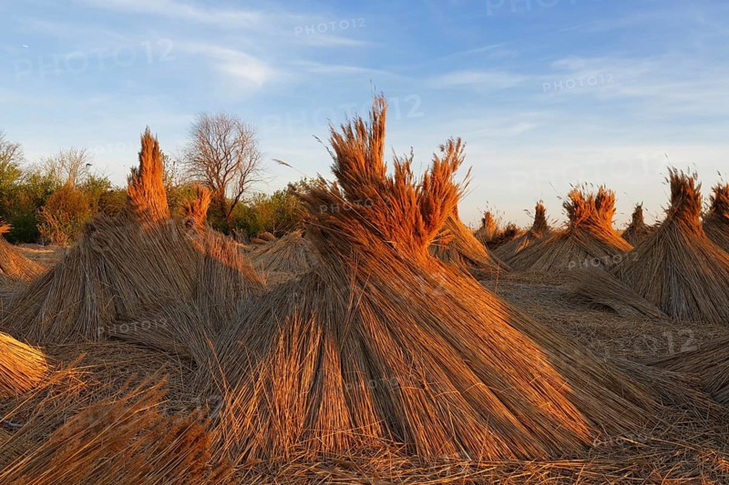 Reed-cone at Lake Neusiedl