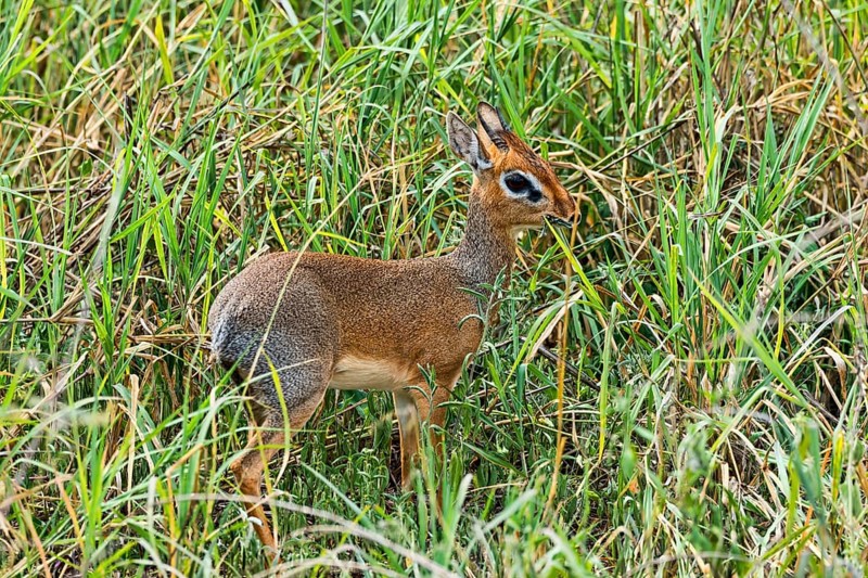 Kirk's Dik-dik (Madoqua kirkii)
