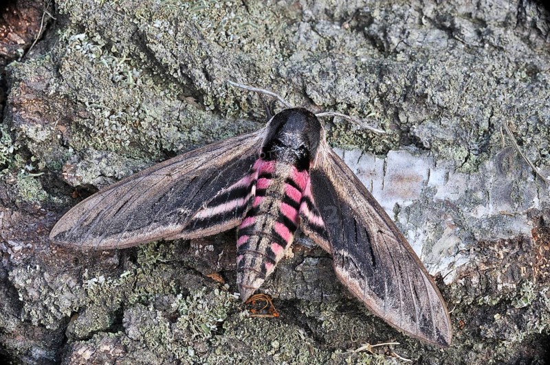 Privet Hawk Moth (Sphinx ligustri)
