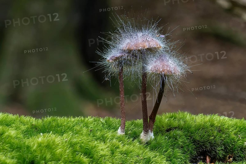 Bonnet Mould (Spinellus fusiger)
