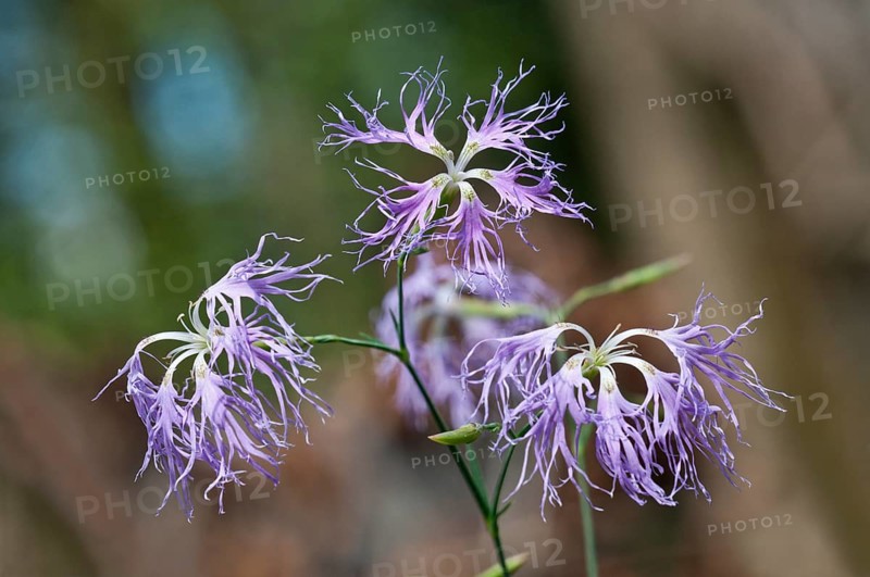 Large Pink (Dianthus superbus)
