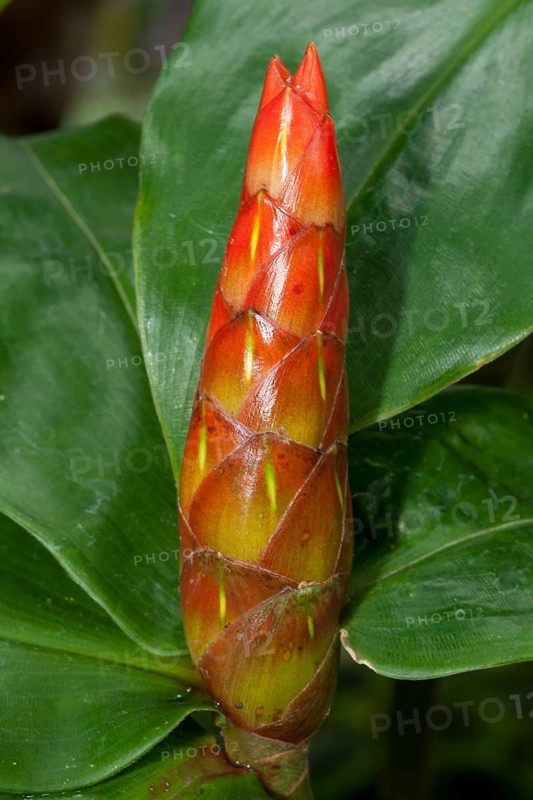 Wild Cane (Costus scaber)