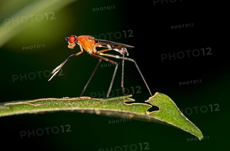 Tropical Stilt Fly (Micropezidae sp.)