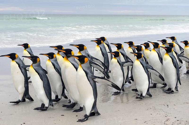 King Penguins (Aptenodytes patagonicus)