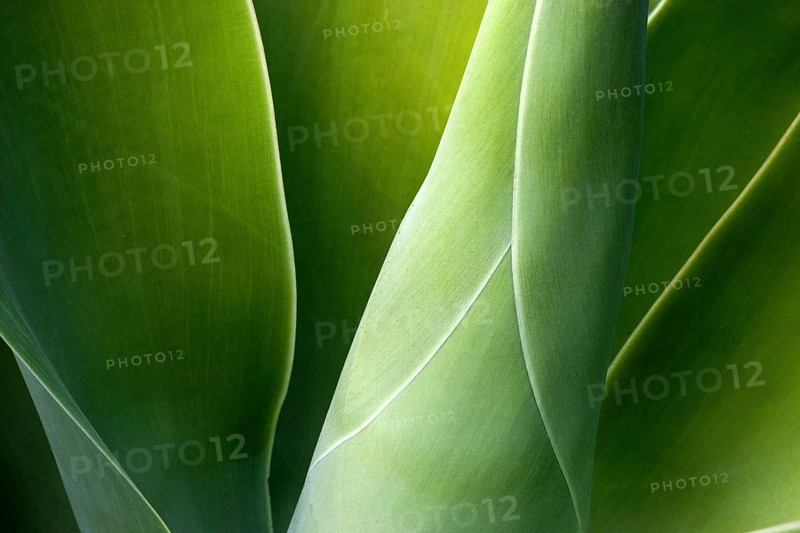 Agave (Agave attenuata)