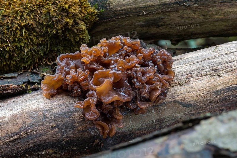 Leafy brain (Tremella foliacea)