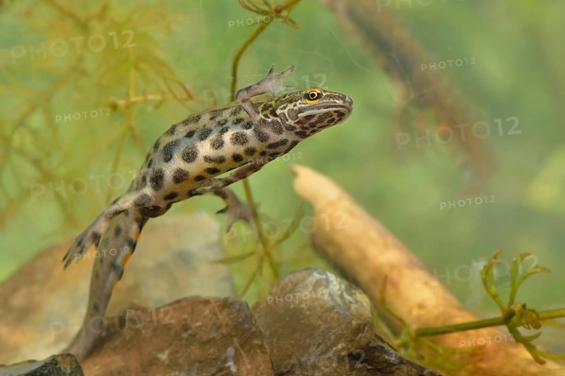 Smooth Newt (Lissotron vulgaris)