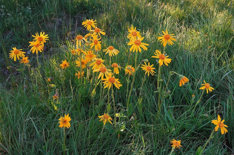 Mountain Arnica (Arnica montana)