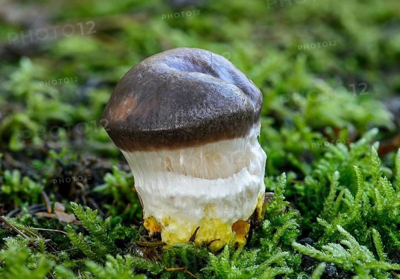 Slimy Spike-cap (Gomphidius glutinosus)
