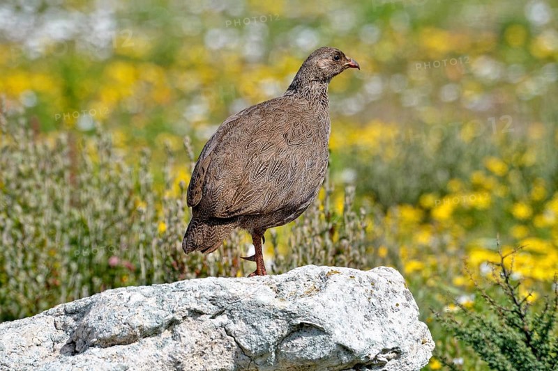 Cape Francolin (Pternistis capensis)