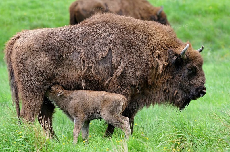 European bison (Bison bonasus)