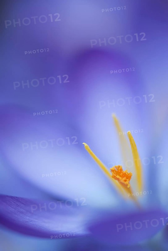 Woodland crocus (Crocus tommasinianus)
