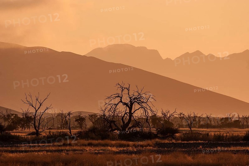 Dead Camel thorn trees (Vachellia erioloba)