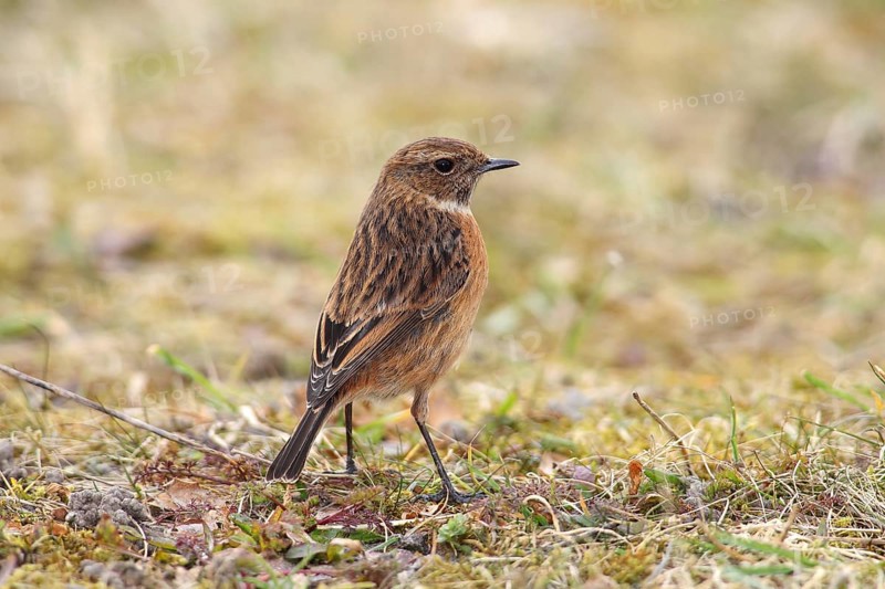 Stonechat (Saxicola rubicola) female standing in the grass