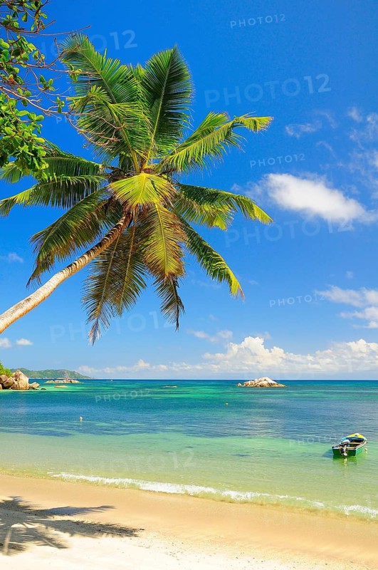 Palm tree Anse Lazio beach