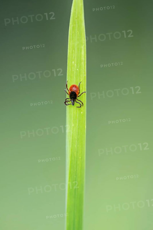 Female tick