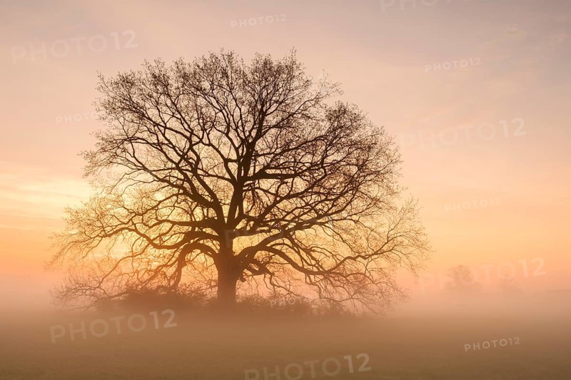 Golden morning light