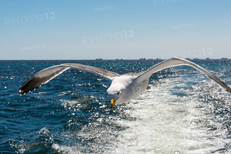 Kelp Gull (Larus dominicanus)