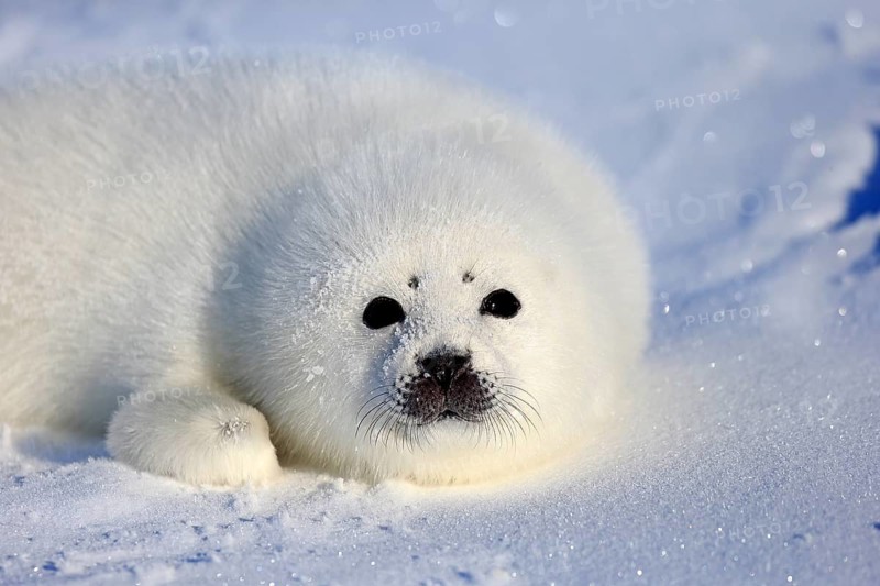 Harp Seal or Saddleback Seal (Pagophilus groenlandicus