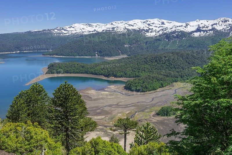Monkey puzzle trees (Araucaria araucana) and Conguillio Lake