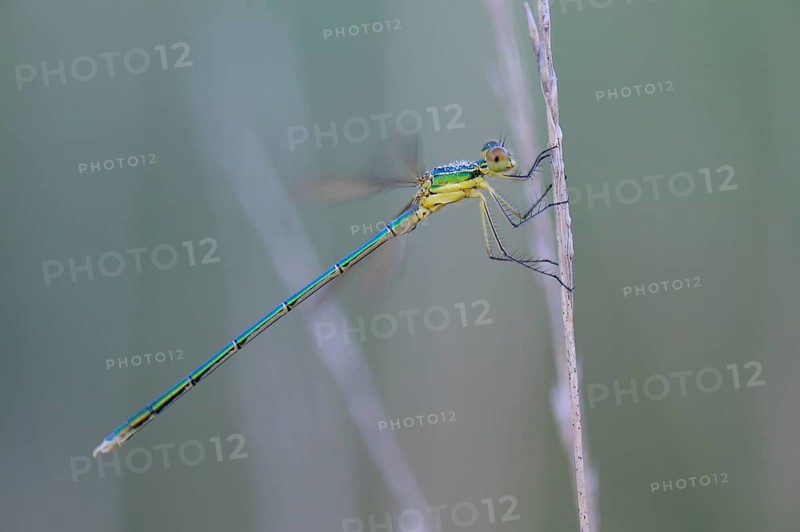 Emerald Damselfly (Lestes sponsa) on a blade of grass