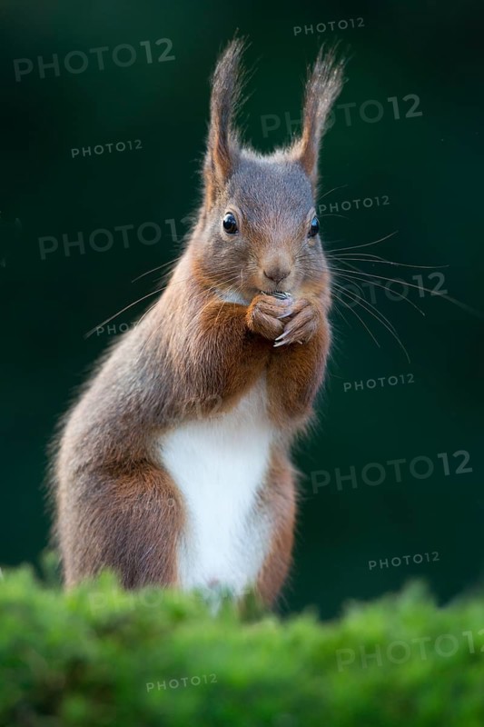 Red Squirrel (Sciurus vulgaris)