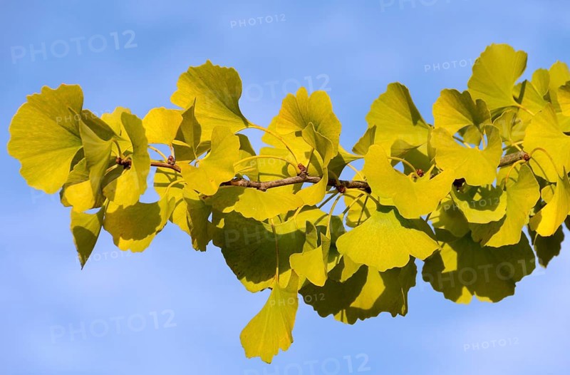Ginkgo (Ginkgo biloba)