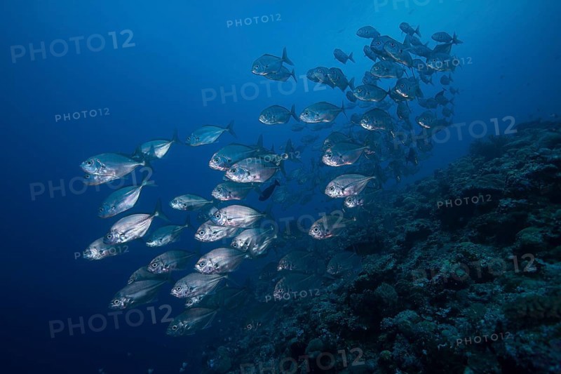 School of Bigeye Trevallies (Caranx sexfasciatus)