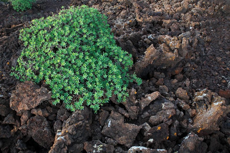 Balsam spurge (Euphorbia balsamifera) on lava rock