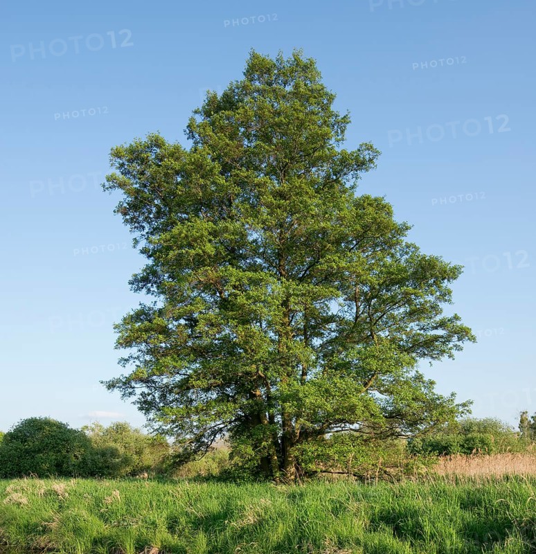 Black Alder or Common Alder (Alnus glutinosa)