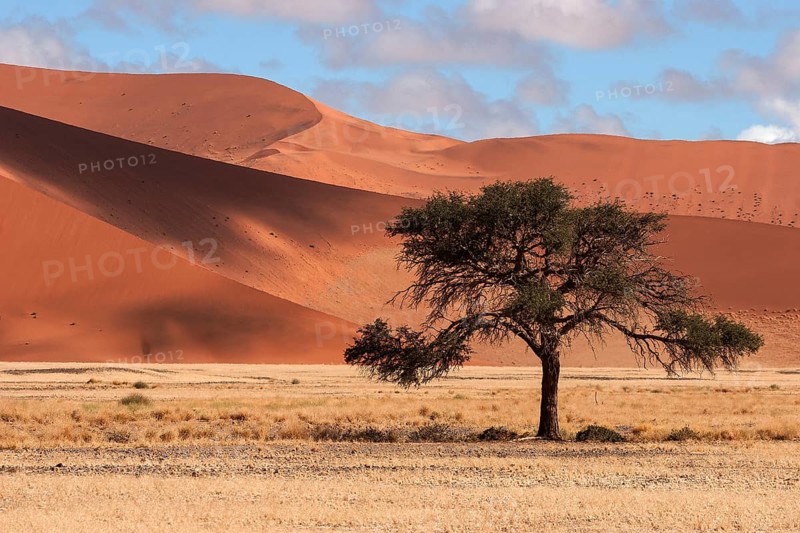 Camel Thorn Tree (Vachellia erioloba)