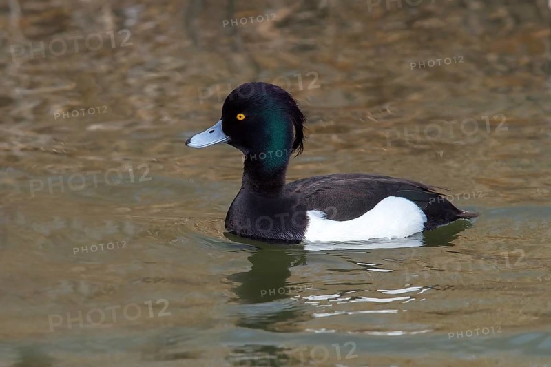 Tufted Duck (Aythya fuligula)