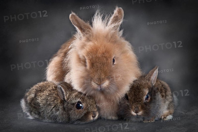 Dwarf rabbit (Oryctolagus cuniculus forma domestica)
